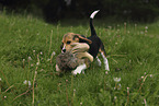 junger Beagle