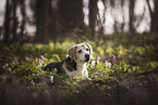 Beagle im Wald
