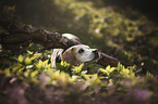 Beagle im Grnen
