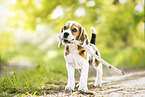 Beagle Welpe