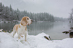 Beagle im Schnee