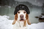 Beagle im Schnee