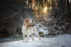 Beagle im Schnee