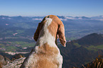 Beagle in den Bergen
