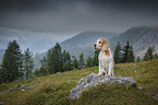 Beagle in den Bergen