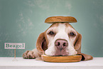 Beagle mit Lebensmittel