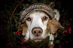 Beagle im Herbstlaub