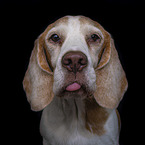 Beagle Portrait