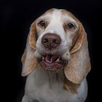 Beagle Portrait