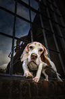 Beagle in der Stadt