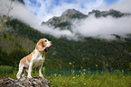 Beagle in den Bergen