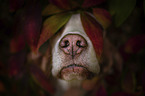 Beagle Portrait