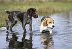 Deutsch Drahthaar mit Beagle