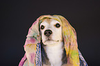 Beagle Portrait