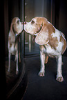 stehender Beagle