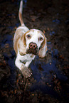 stehender Beagle