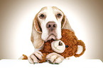Beagle mit Teddy