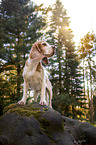 stehender Beagle