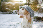 Beagle im Schnee
