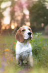 sitzender Beagle Welpe