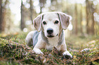 liegender Beagle