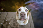 Beagle