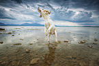 Beagle im Wasser