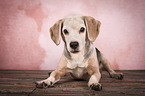 liegender Beagle