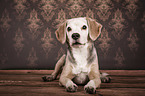 liegender Beagle