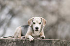 liegender Beagle