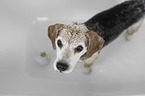 Beagle in einer Badewanne