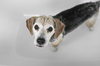 Beagle in einer Badewanne