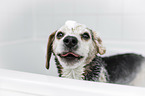 Beagle in einer Badewanne