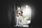 stehender Beagle