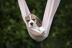 liegender Beagle Welpe