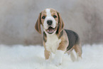 stehender Beagle Welpe