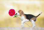 stehender Beagle Welpe