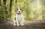 sitzender Beagle Welpe