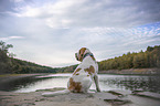 Beagle am Wasser