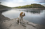 Beagle am Wasser