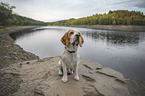 Beagle am Wasser