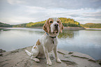 Beagle am Wasser