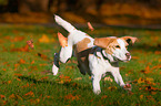 rennender Beagle