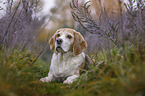 liegender Beagle