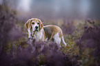 stehender Beagle