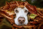 Beagle Portrait