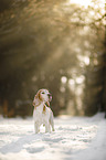 Beagle im Schnee