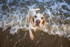 Beagle am Strand