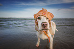 Beagle am Strand