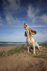 Beagle am Strand